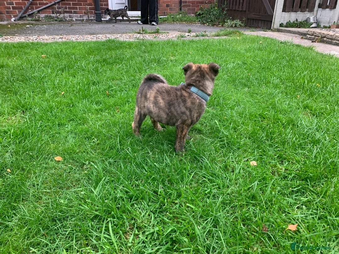 Mixed Breed dogs for sale: Mixed breed foster pup - Image 7