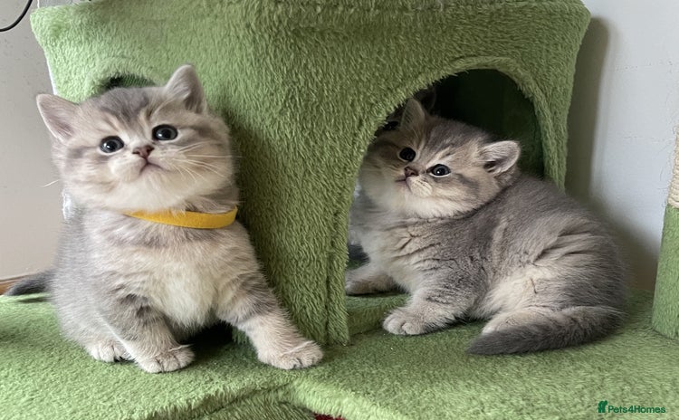 British Shorthair cats - Advert 12