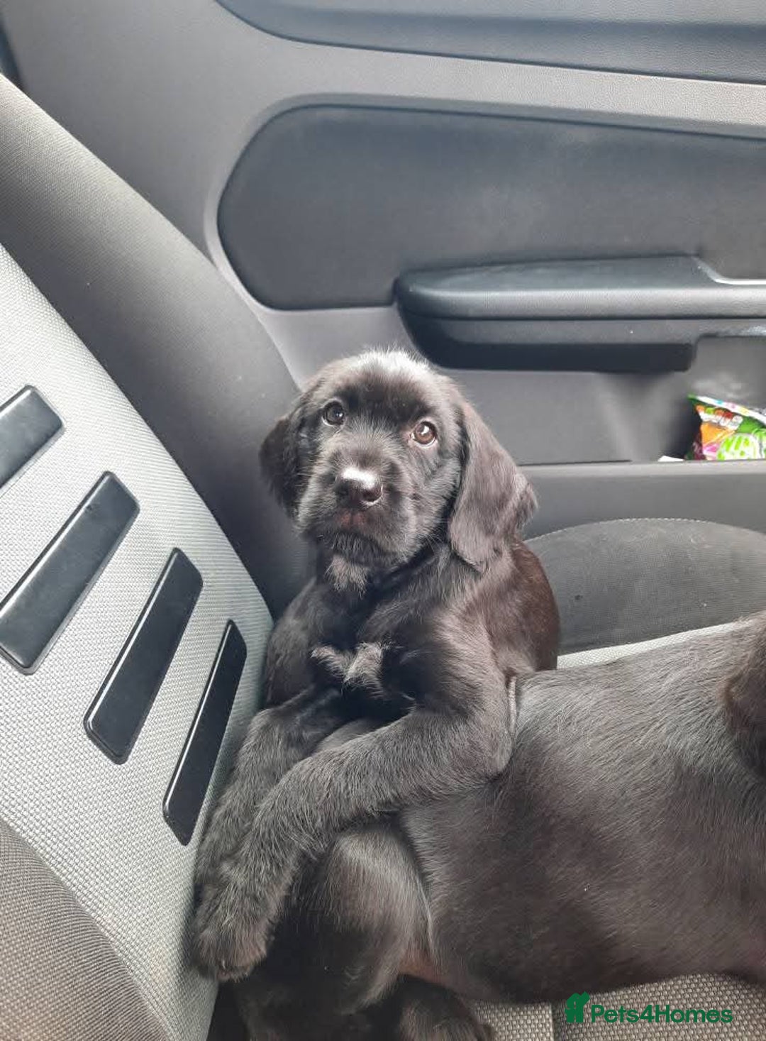 Mixed Breed dogs for sale: Hungarian Viszla X German Pointer female pup. - Image 3