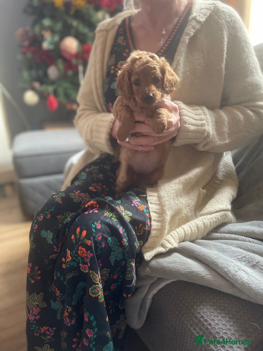 Cavapoo dogs for sale: F2 toy Cavapoo - Advert 9