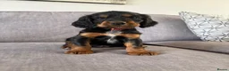 Cocker Spaniel dogs for sale: Beautiful tri coloured cocker spaniel pups   - Advert 15