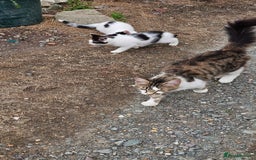 Domestic Shorthair cats for sale: 2 Black and White male kittens  - Image 16