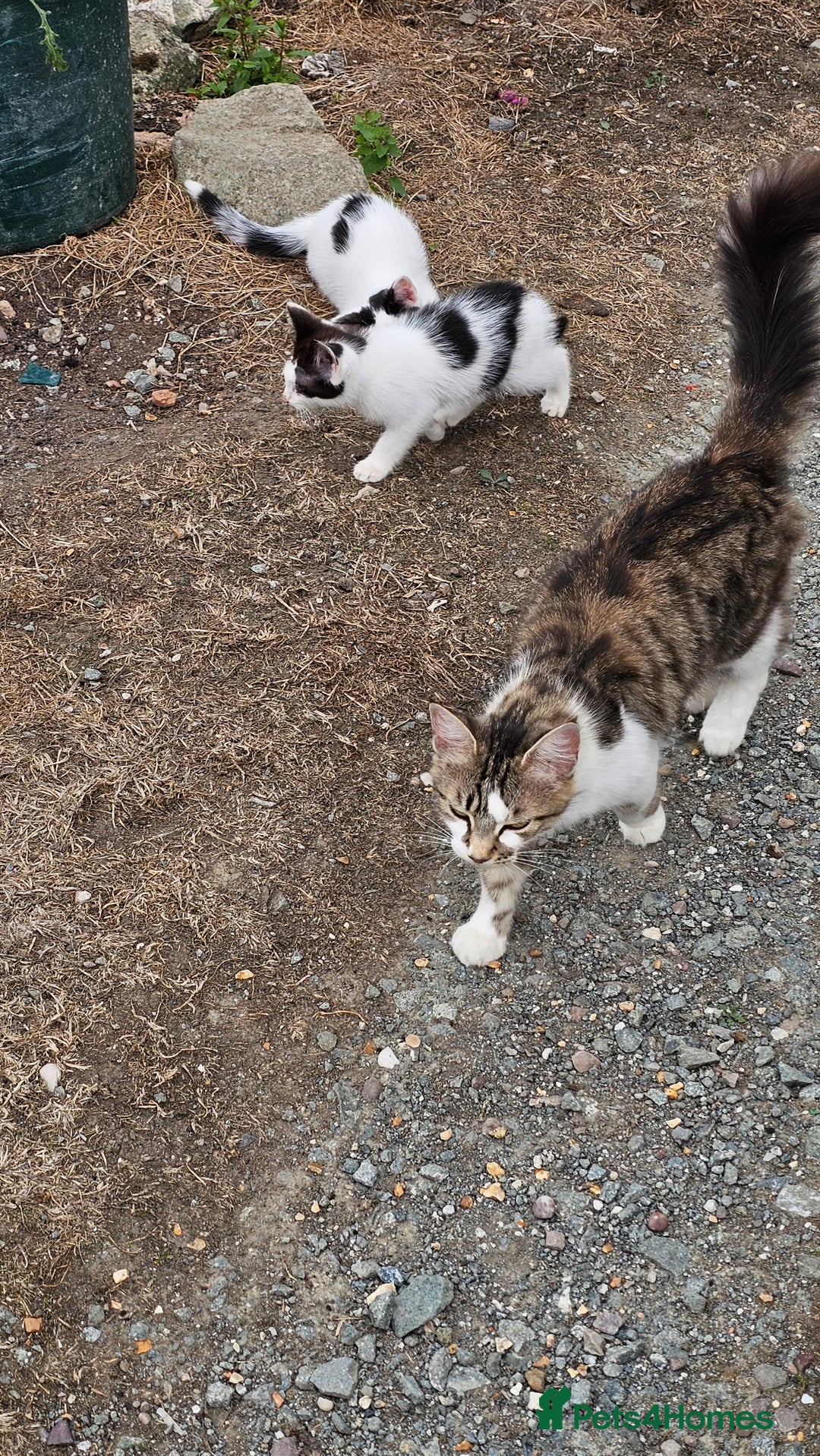 Domestic Shorthair cats for sale: 2 Black and White male kittens  - Image 16