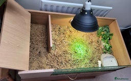 Tortoise reptiles for sale: RESERVED Horsfields Tortoise with Vivexotic Set Up - Image 3