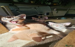 Abyssinian cats for sale: Abyssinian and Bengal x kittens 😻 - Image 30