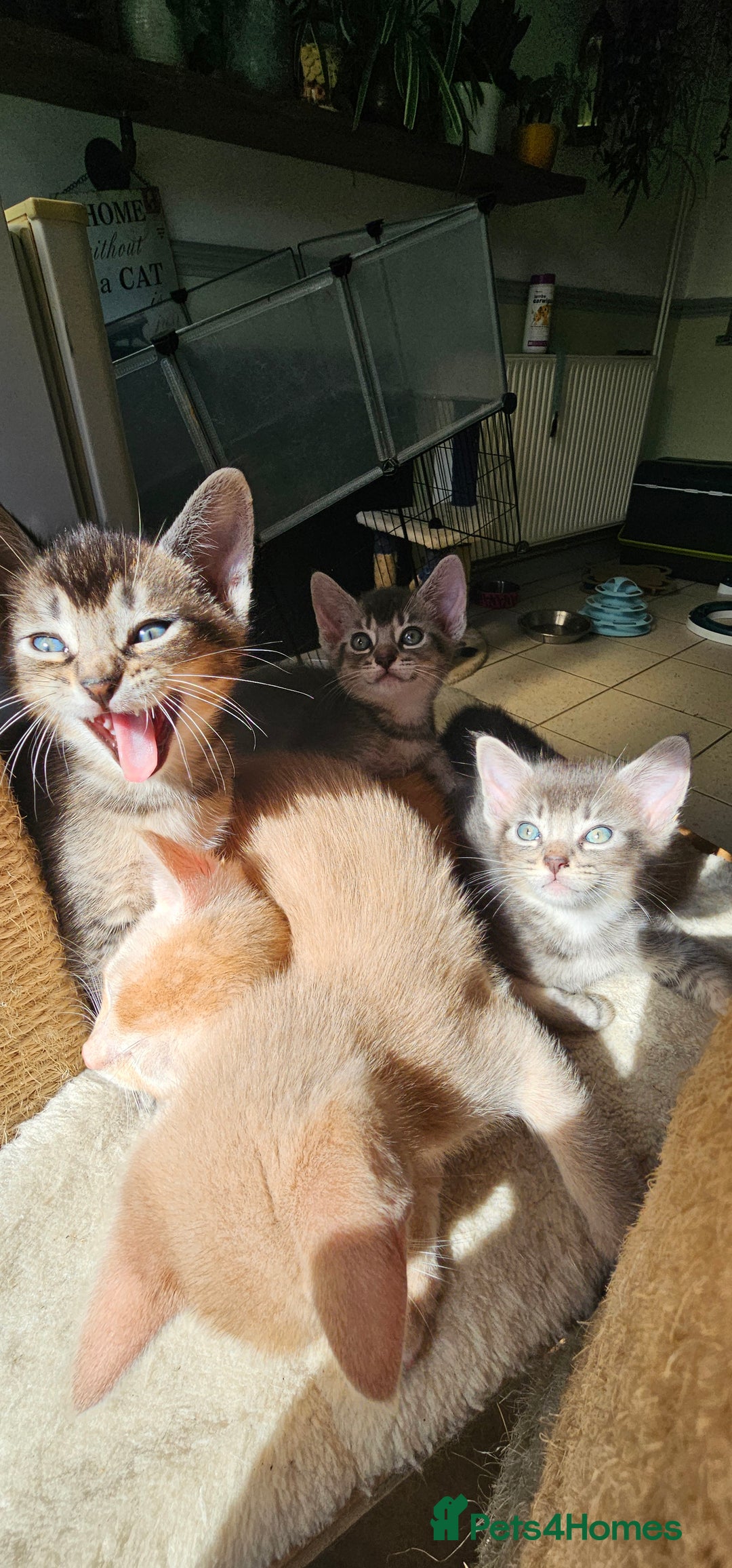 Abyssinian cats for sale: Abyssinian and Bengal x kittens 😻 - Image 30
