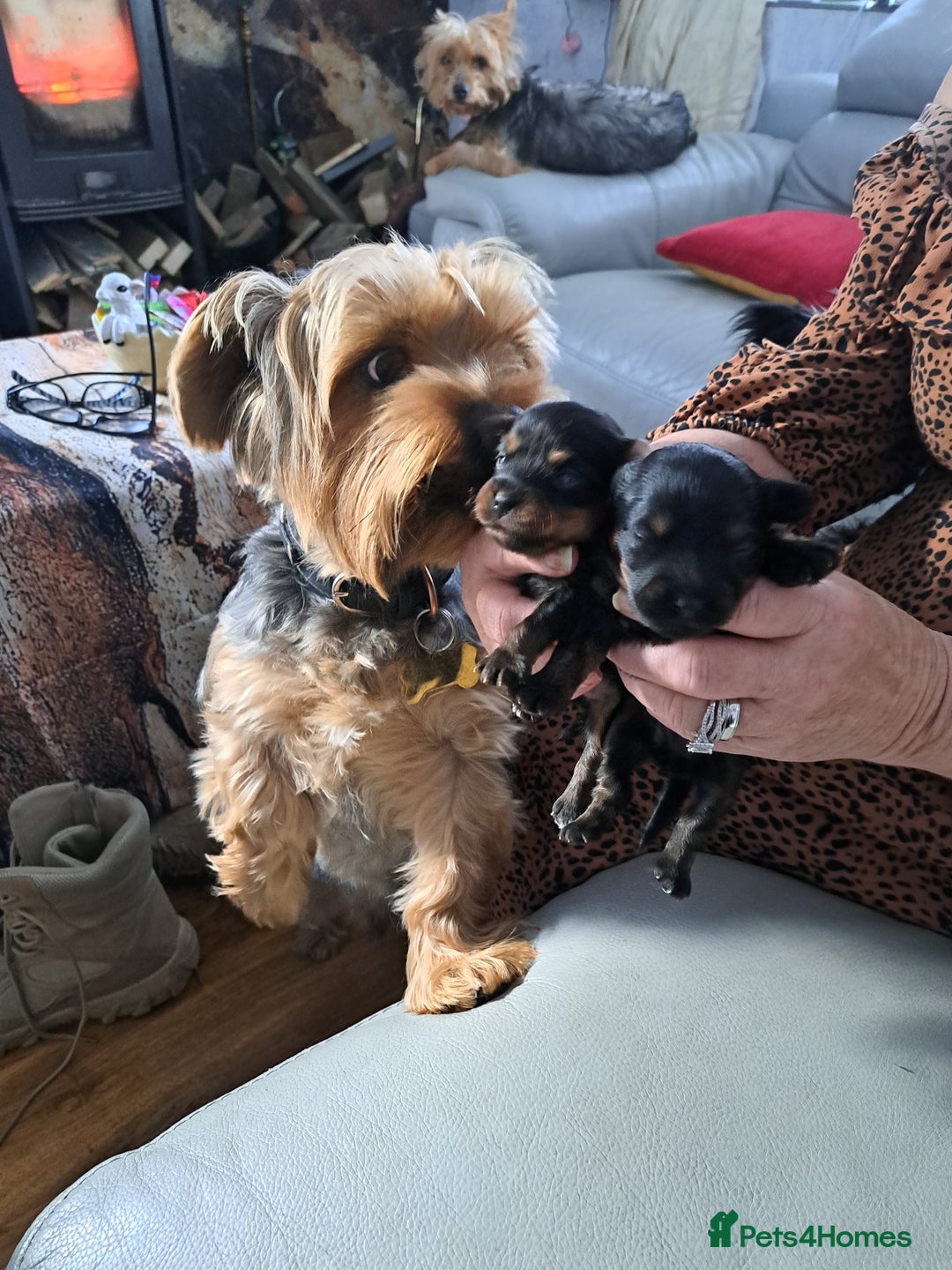 Yorkiepoo dogs for sale: Yorkiepoo - Advert 4