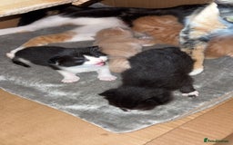 Mixed Breed cats for sale: Beautiful mixed colour kittens  - Image 11