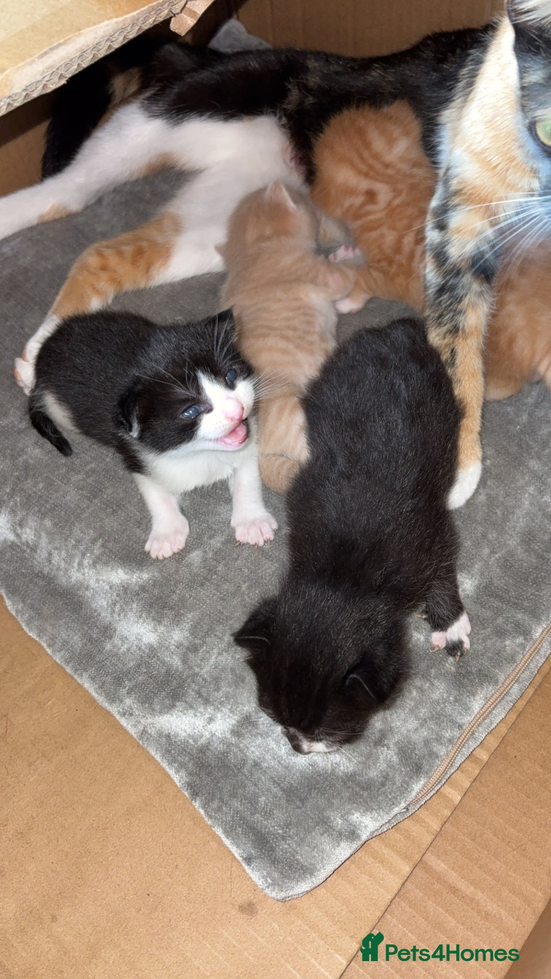 Mixed Breed cats for sale: Beautiful mixed colour kittens  - Image 11