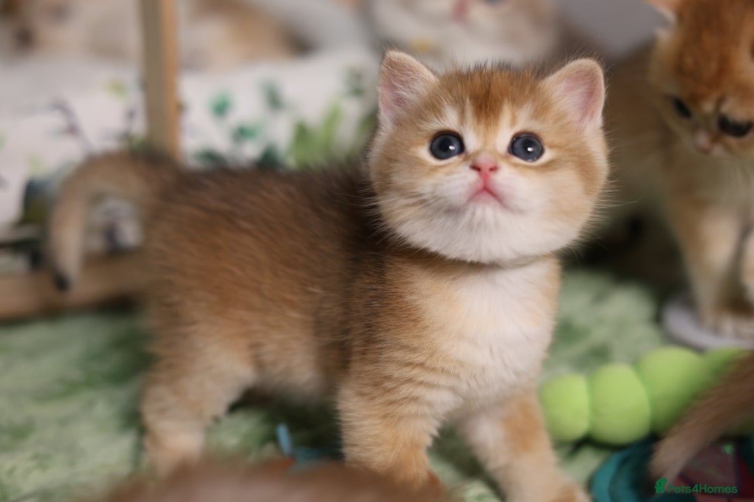 British Shorthair cats for sale: TEDDYBEAR CUDDLY INTENSE GREEN EYES in Leatherhead - Image 22