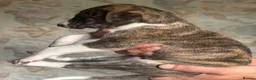 Mixed Breed dogs for sale: Saluki bull greyhound (lurcher) puppy’s  - Advert 15