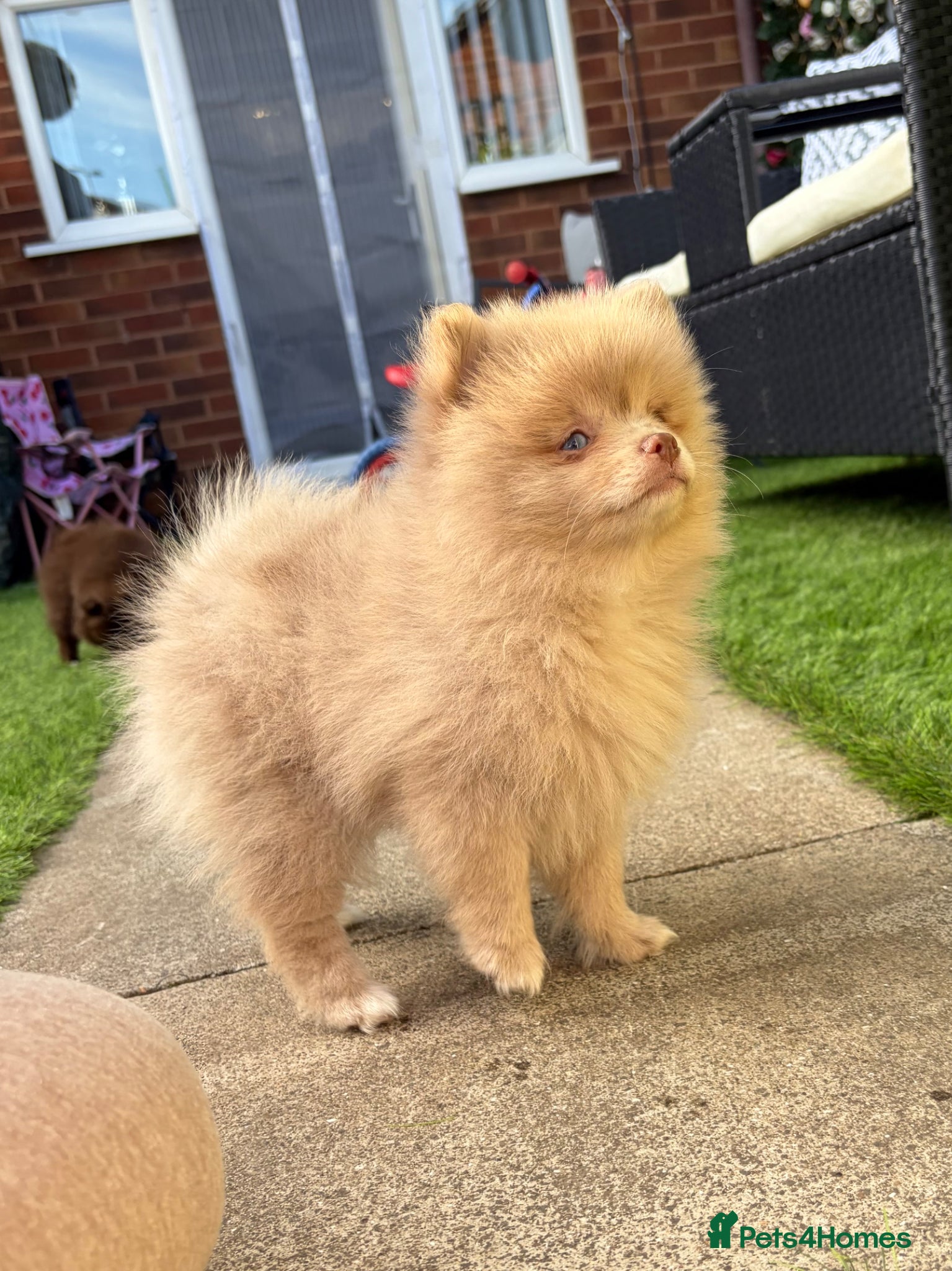 Pomeranian dogs LAST 3! DNA 100% POM!🧬HEALTH TESTED!🧬 - Advert 9