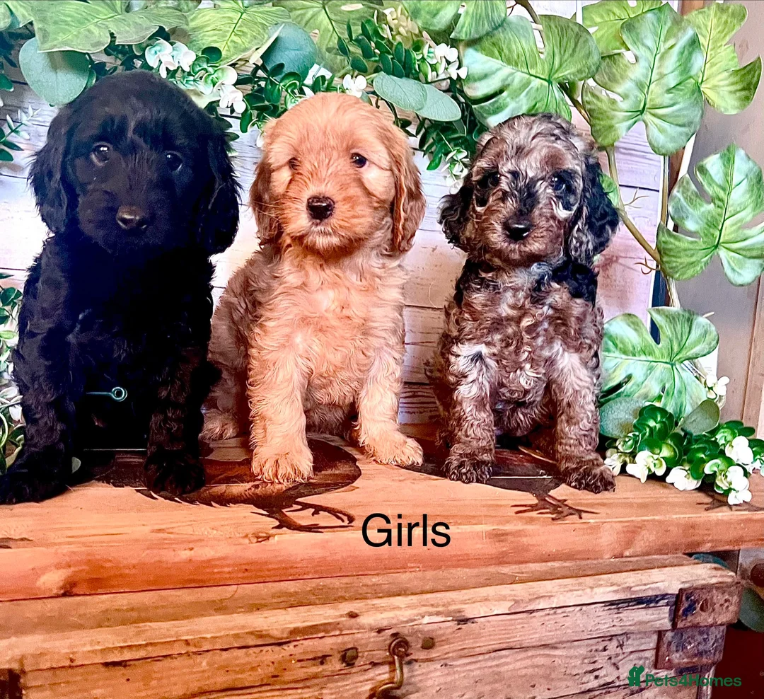 Cockapoo dogs for sale: Rare Blue Merle Cockapoo Puppies  - Advert 1