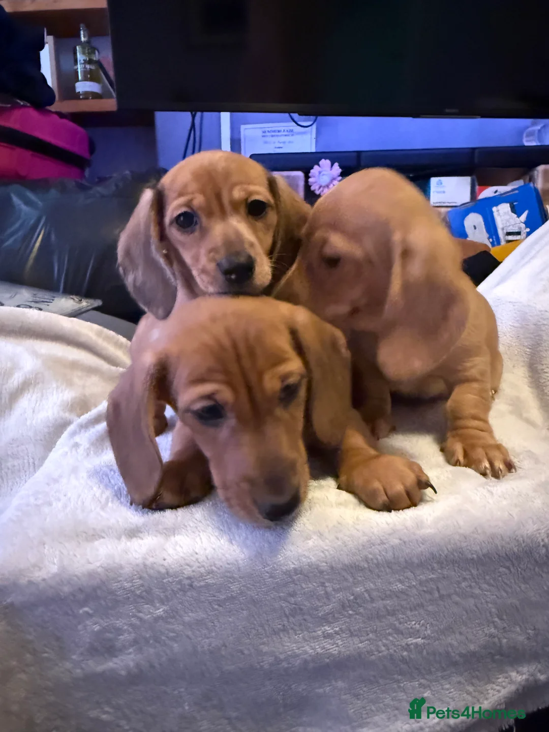 Miniature Dachshund dogs for sale: Ready now! KC miniature dachshund - Advert 1