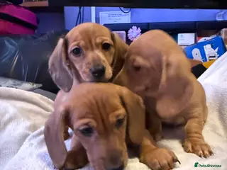 Miniature Dachshund dogs Ready now! KC miniature dachshund - Advert 2