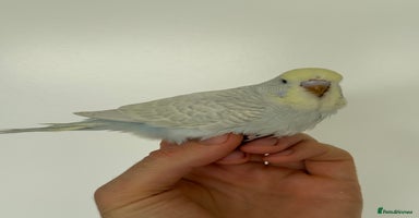 Budgerigars birds - Advert 15