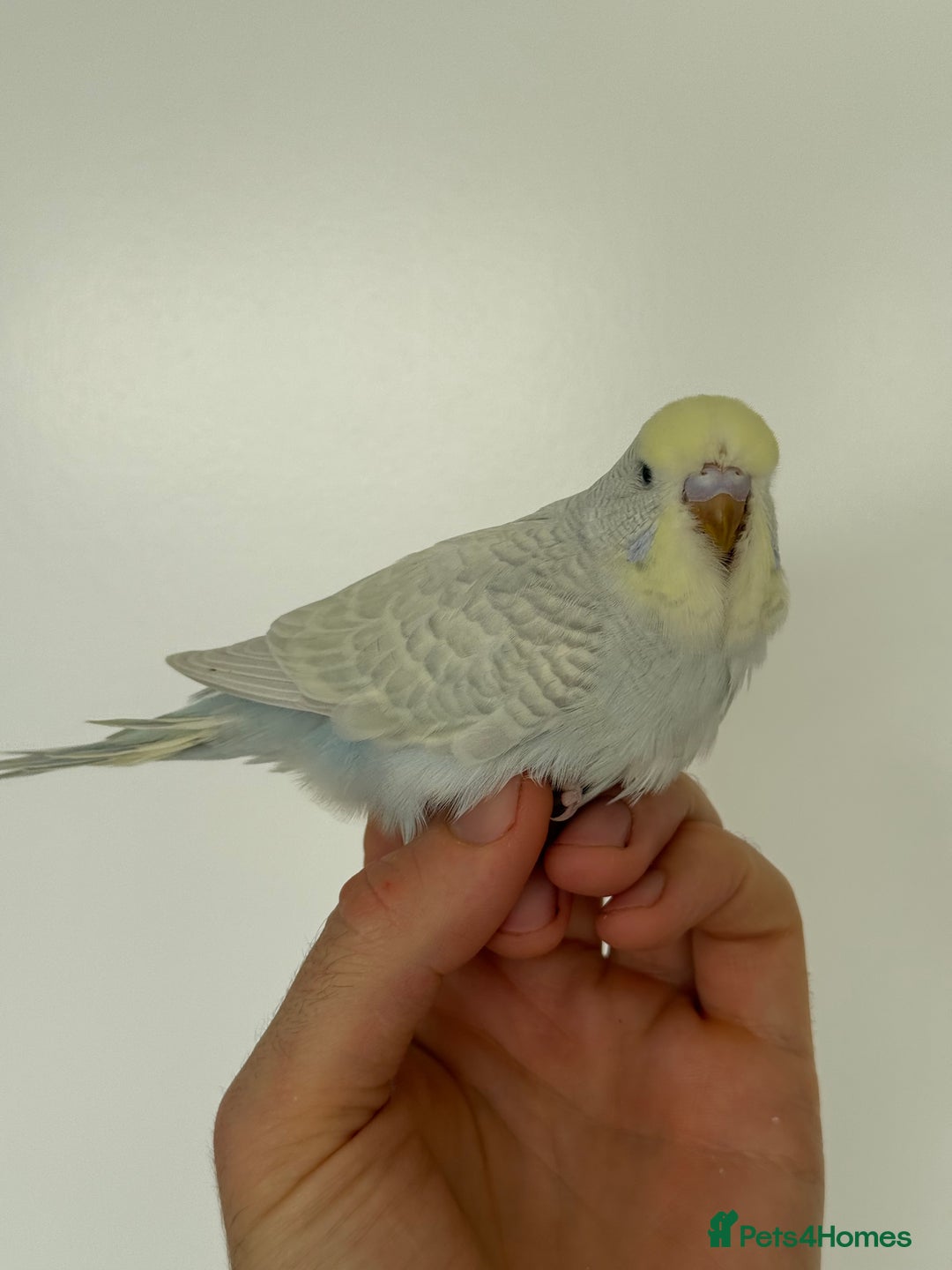 Budgerigars birds for sale: Young budgies happy&healthy in London - Image 2