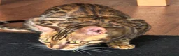 Bengal cats for sale: TICA Brown carrier snow male bengal - Advert 1