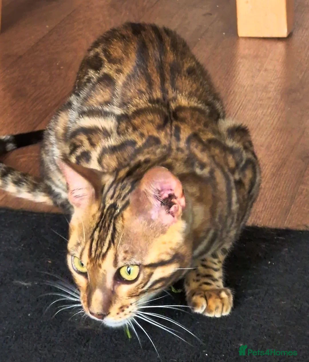 Bengal cats for sale: TICA Brown carrier snow male bengal - Advert 1