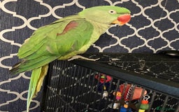 Parakeets birds for sale: Female alexanderine parakeet  - Image 1