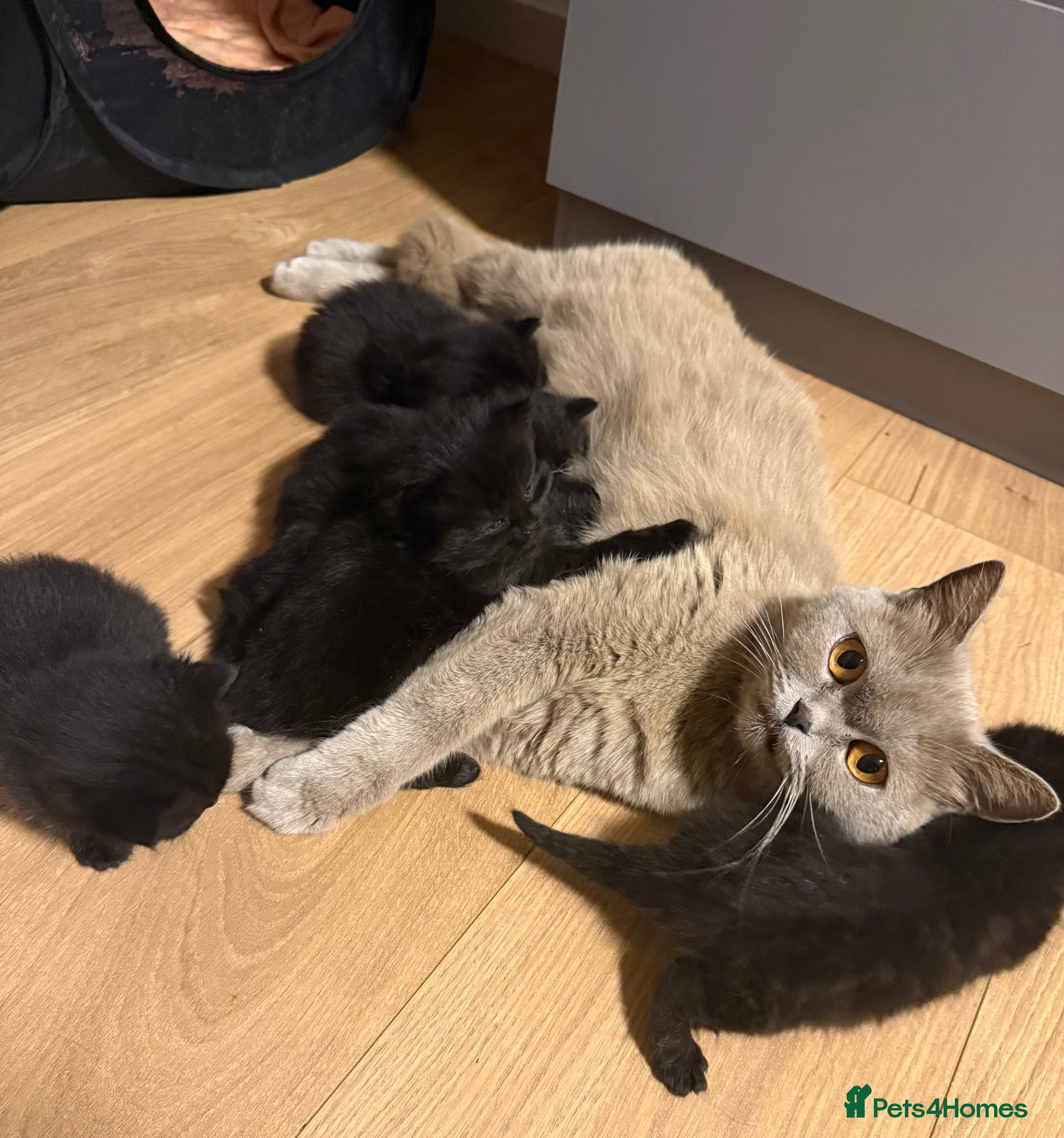 Mixed Breed cats Kittens 🐈‍⬛  - Advert 5