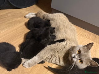 Mixed Breed cats Kittens 🐈⬛ - Advert 5