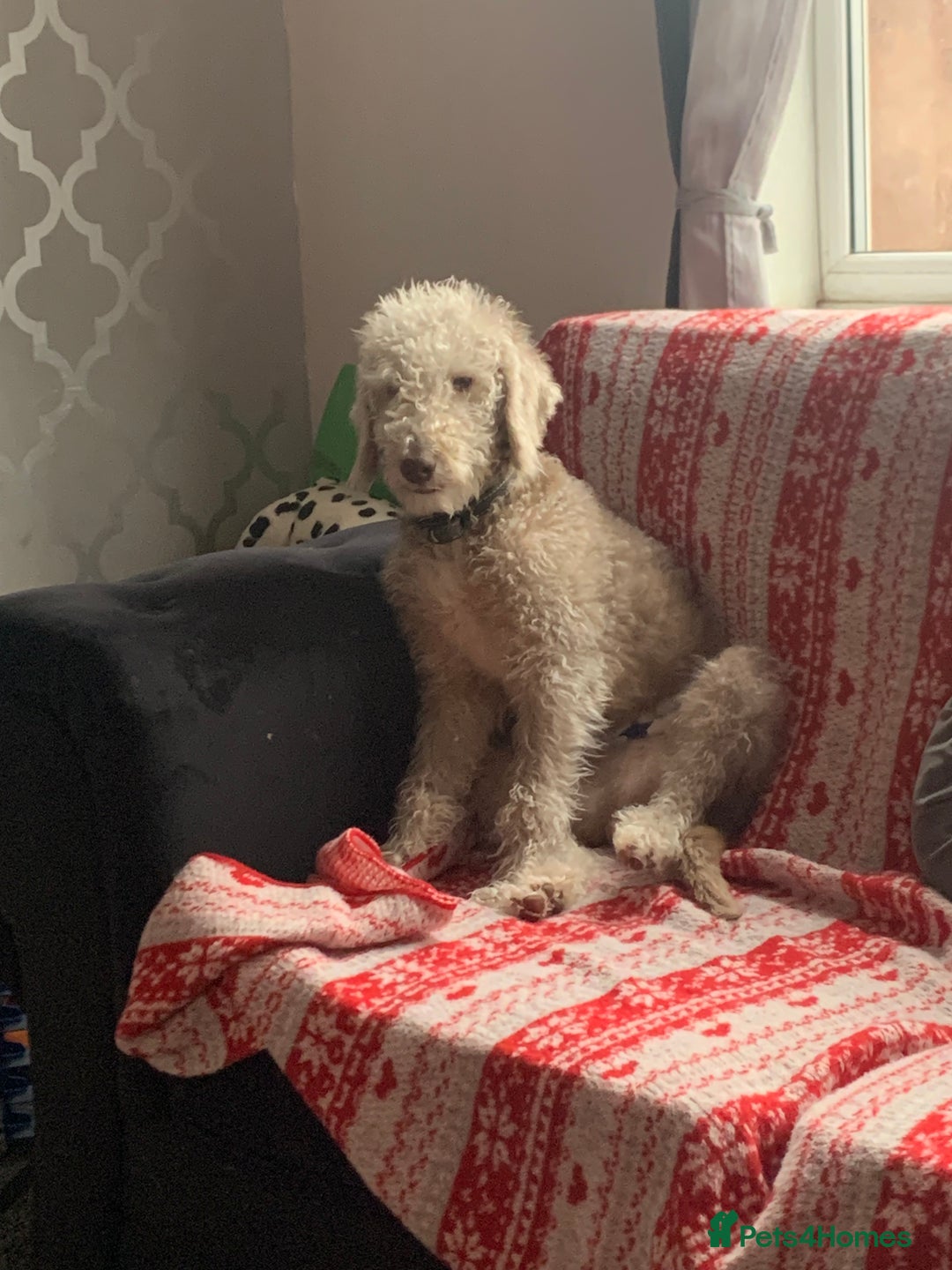 Bedlington Terrier dogs for stud: Beautiful boy for stud in Darlington - Image 1