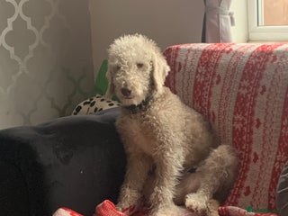 Bedlington Terrier dogs in Darlington - Advert 2