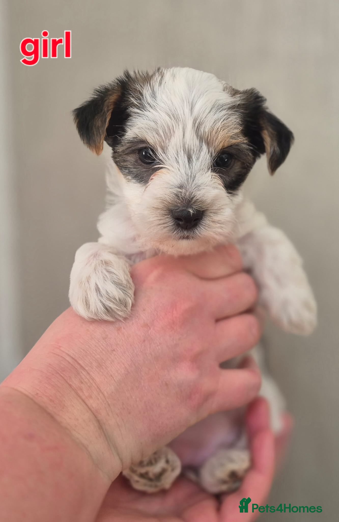 Biewer Terrier dogs Yorkshire Biewier terrier  - Advert 6