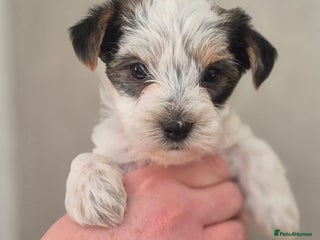 Biewer Terrier dogs Yorkshire Biewier terrier - Advert 18