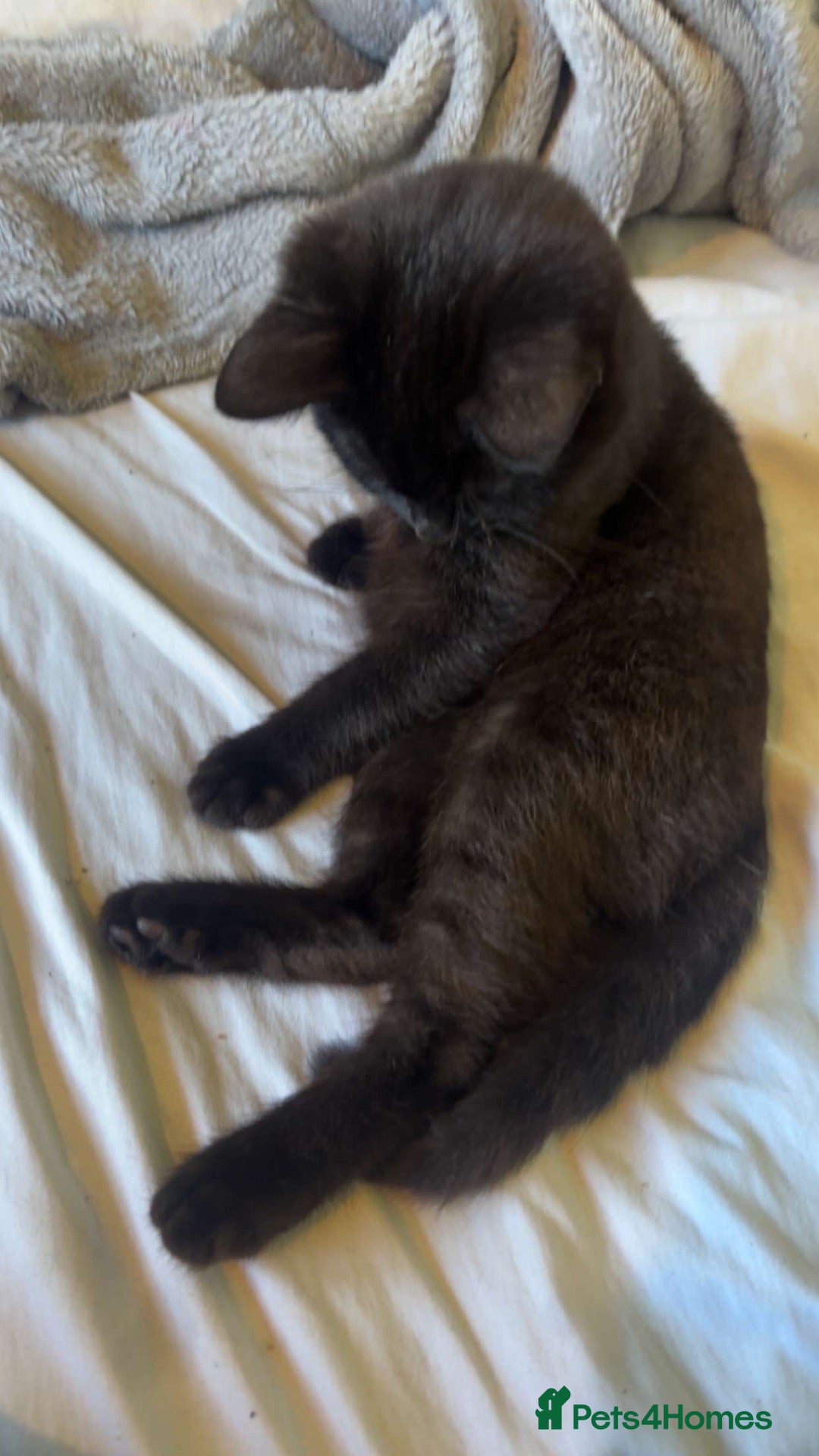 Mixed Breed cats £50 male kitten for sale  - Advert 1