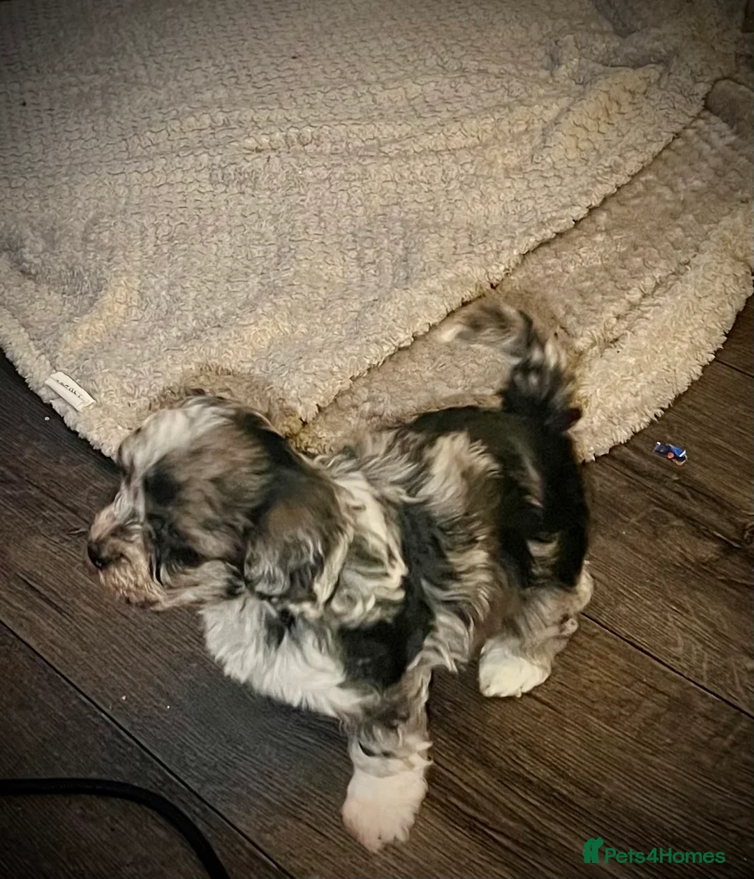 Maltipoo dogs for sale: STILL AVAILABLE!!! Stunning F1 Maltipoos  - Advert 20