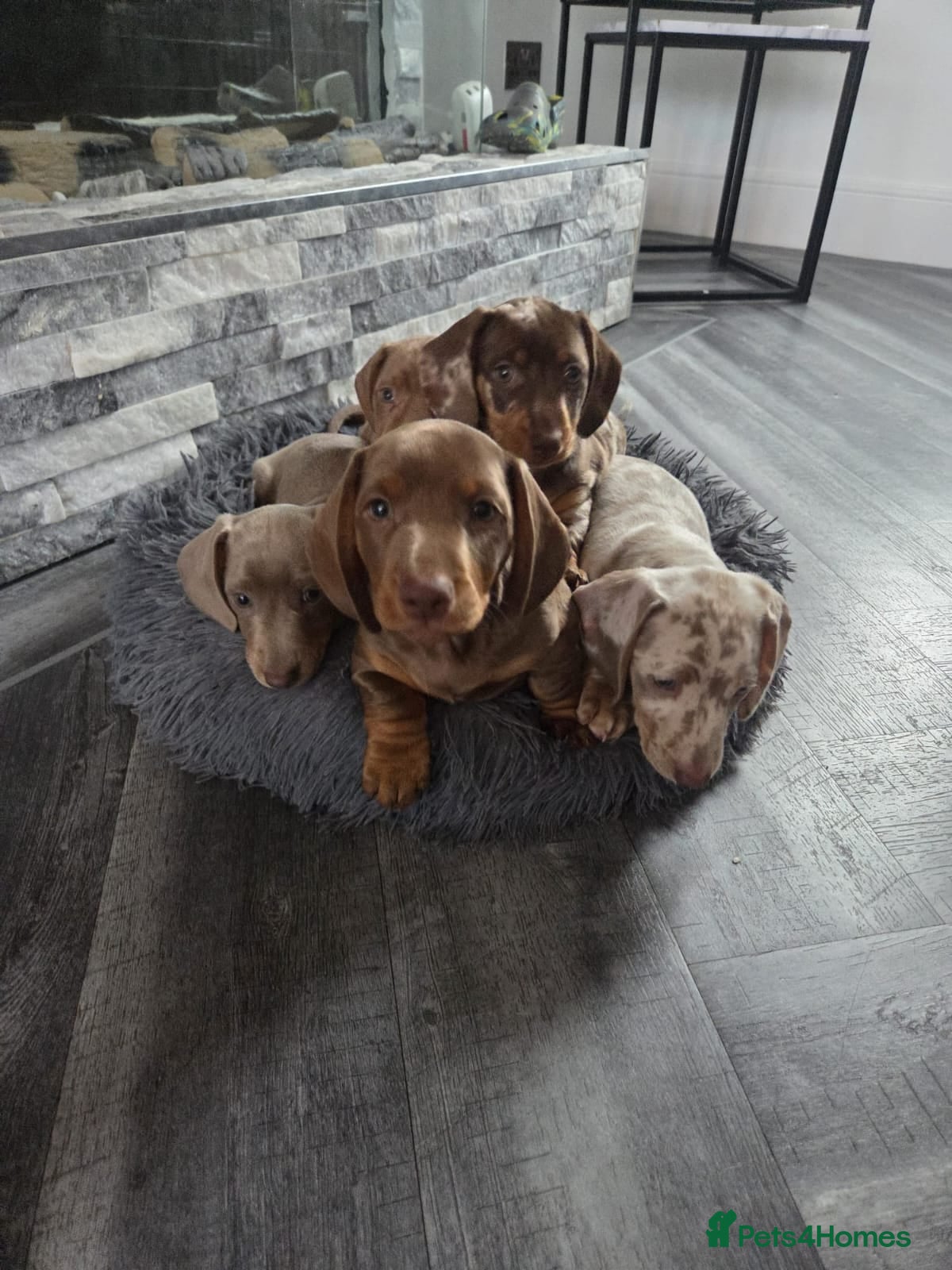 Miniature Dachshund dogs Stunning Miniature Dachshund Puppies  - Advert 12