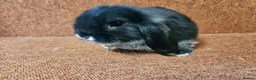 Mini Lop rabbits for sale: Pure Mini lop buck . Vaccinated  - Advert 2