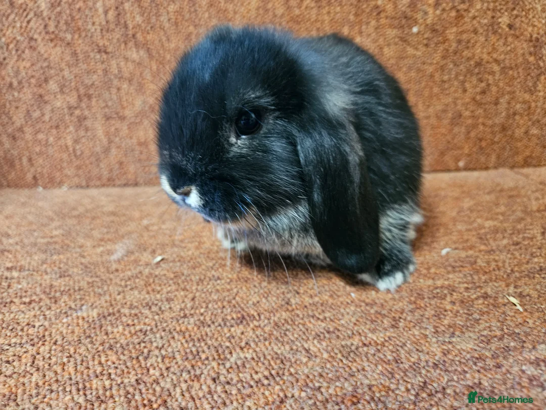 Mini Lop rabbits for sale: Pure Mini lop buck . Vaccinated  - Advert 2