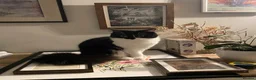 Mixed Breed cats for sale: Lovely part ragdoll kittens in Chichester - Advert 2