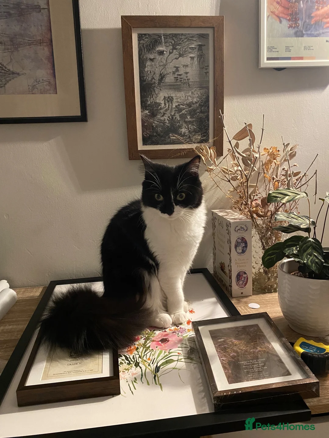 Mixed Breed cats for sale: Lovely part ragdoll kittens in Chichester - Advert 2