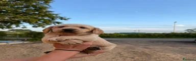 Cockerdor 1