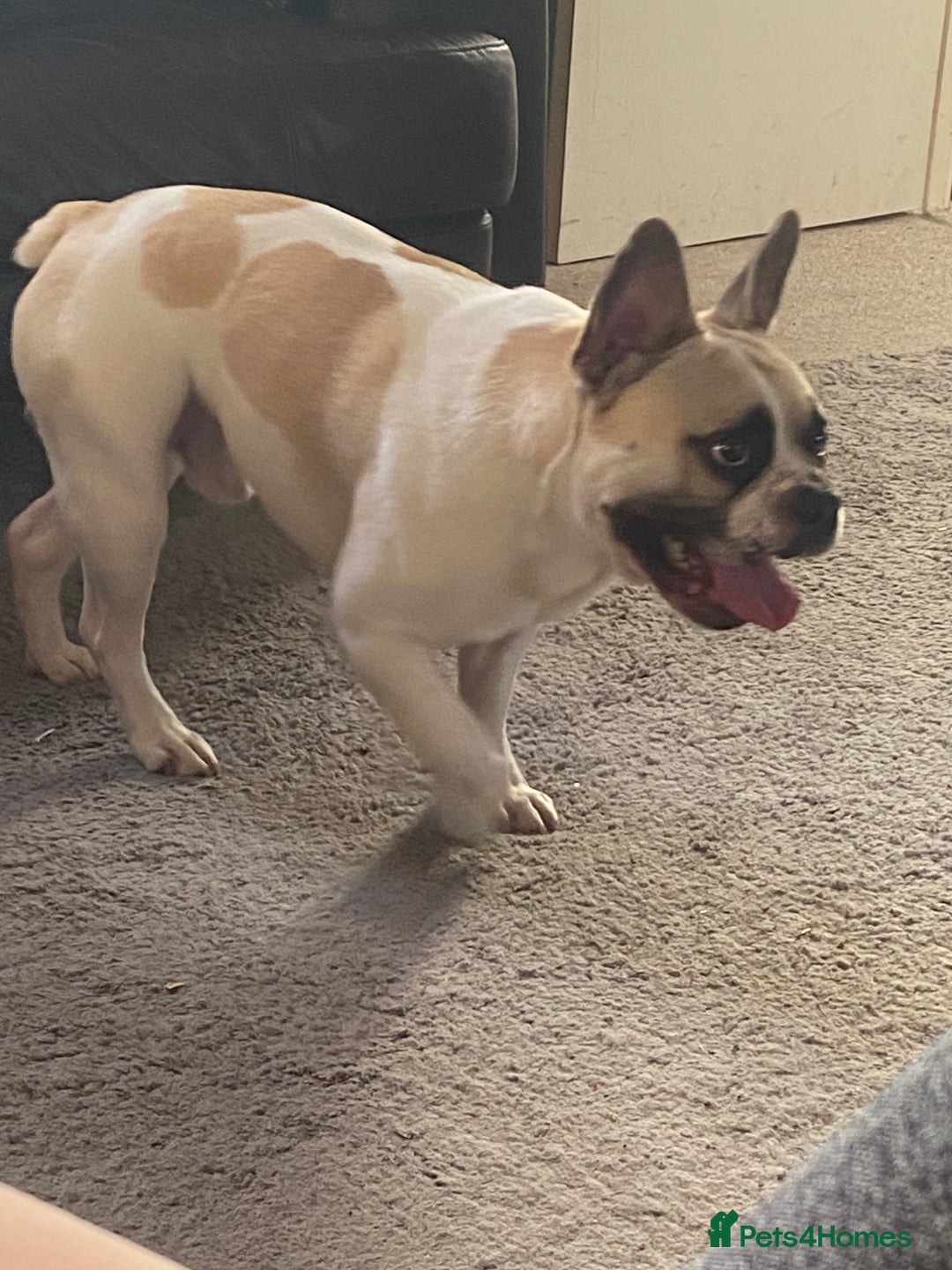 French Bulldog dogs for sale: Rehoming one year old French bulldog - Image 1