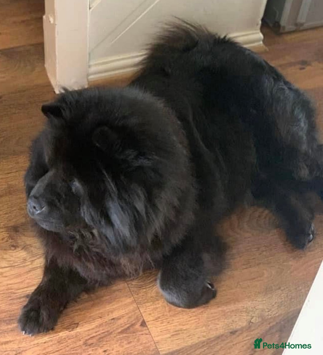 Chow Chow dogs Kc Black Adult Girl - Advert 1