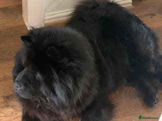 Chow Chow dogs Kc Black Adult Girl - Advert 6