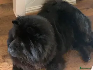 Chow Chow dogs Kc Black Adult Girl - Advert 13