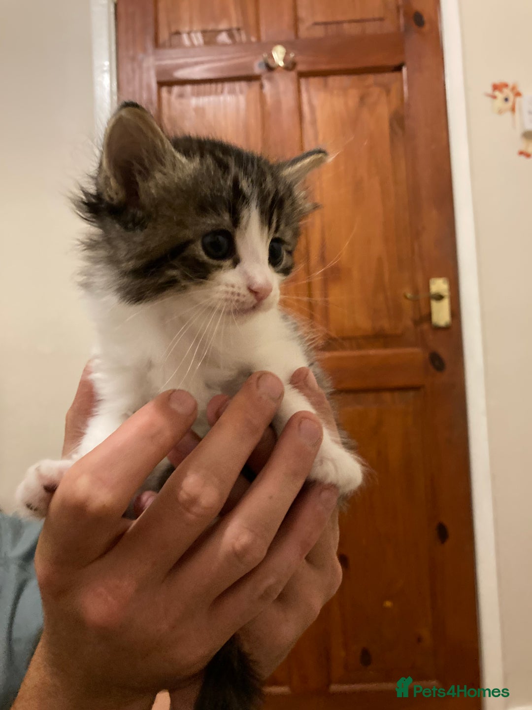 Mixed Breed cats for sale: 3 beautiful kittens  - Image 3