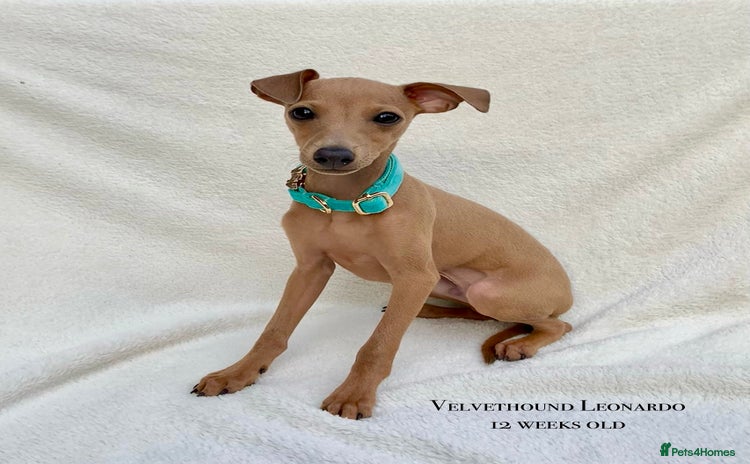 Italian Greyhound dogs - Advert 3