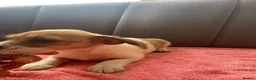 Jack Russell dogs for sale: Jack russel puppies  in Guildford - Advert 3