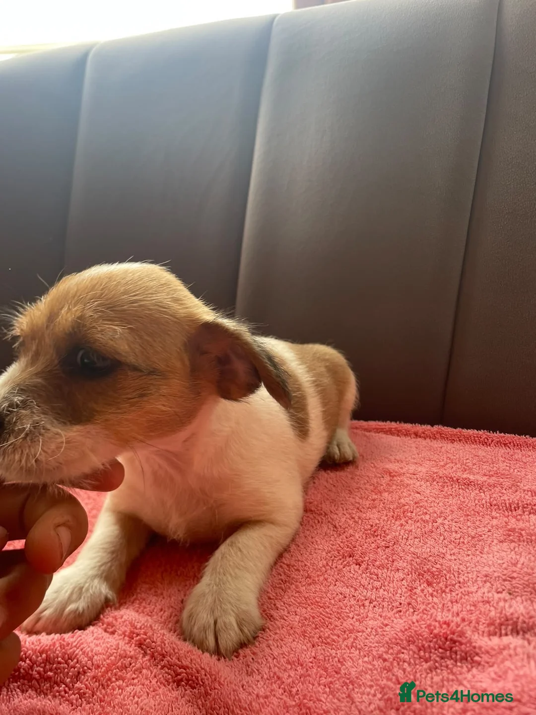 Jack Russell dogs for sale: Jack russel puppies  in Guildford - Advert 3