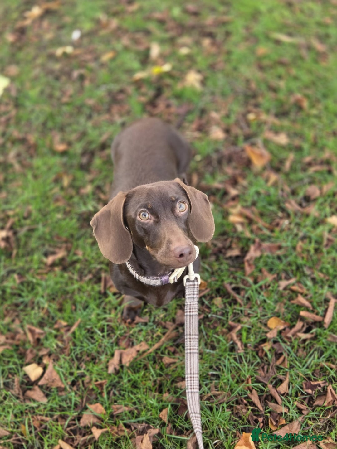 Miniature Dachshund dogs for sale: Dachshund Sad Rehome  - Image 4