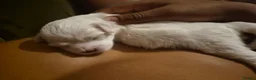 Bichon Frise dogs for sale: GORGEOUS BICHON FRISE - 🩷 3 girls  - Advert 28