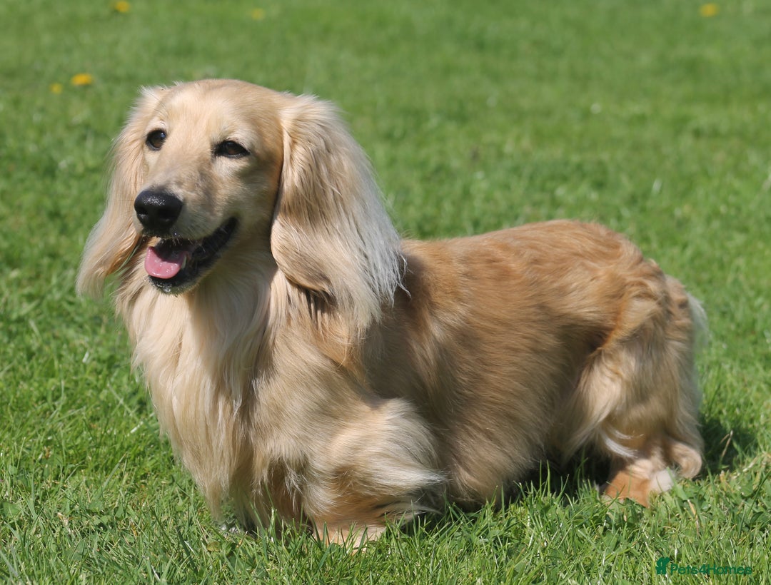 Miniature Dachshund dogs for stud:  Cream i/i long haired Miniature Dachshund  in Newton Abbot - Advert 18