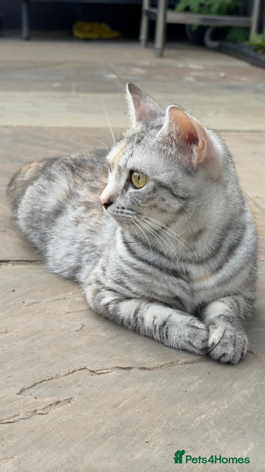 British Shorthair cats Beautiful Breeding Cat looking for Loving Home - Advert 1